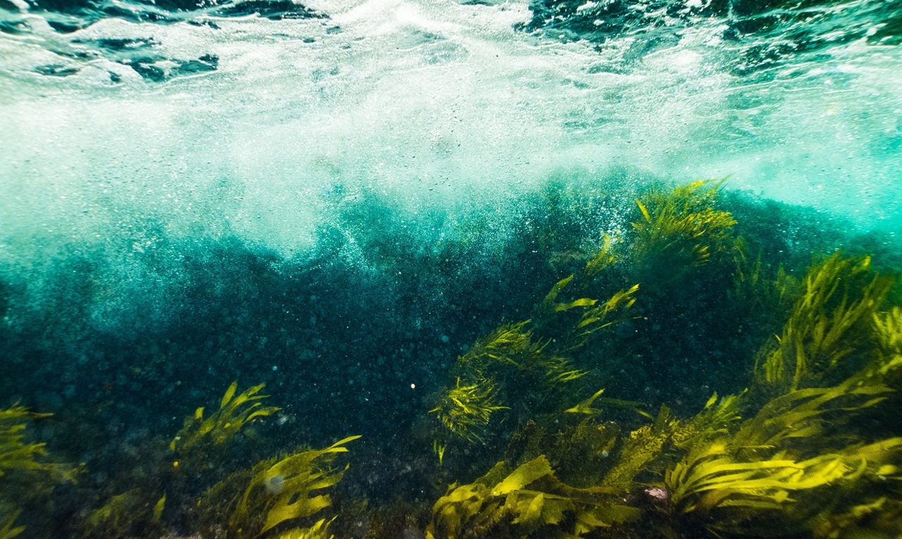 pexels-ben-idris-1478537-2847714