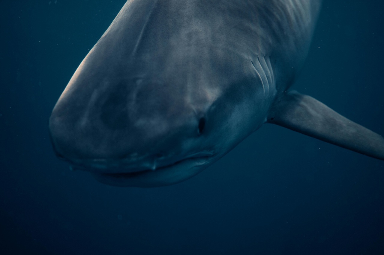 pexels-alohaphotostudio-18558750