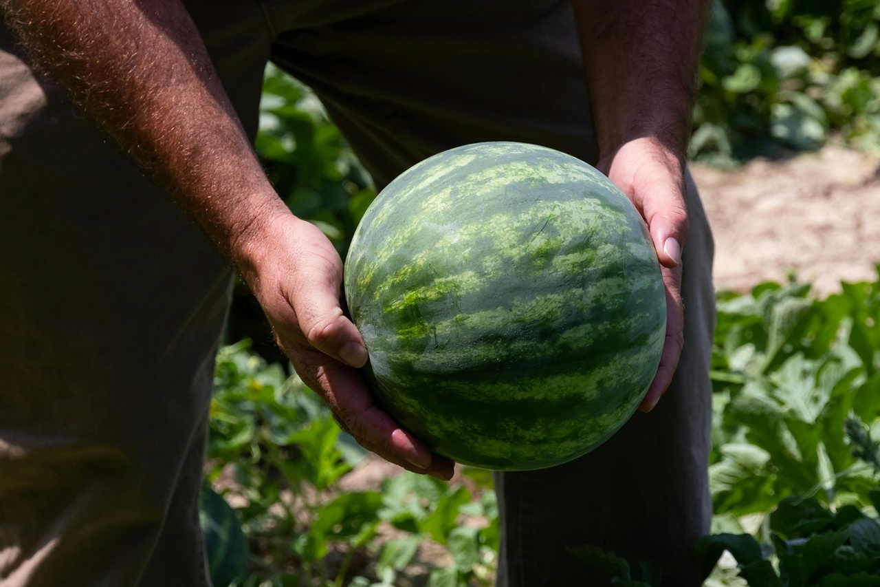 pexels-nc-farm-bureau-mark-2257345