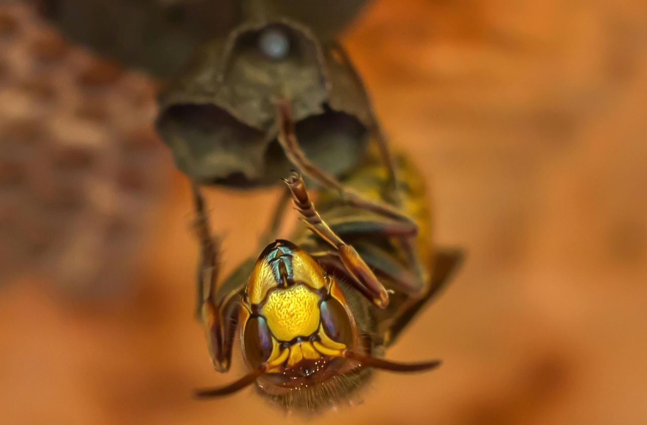 pexels-umsiedlungen-1061638 (1)