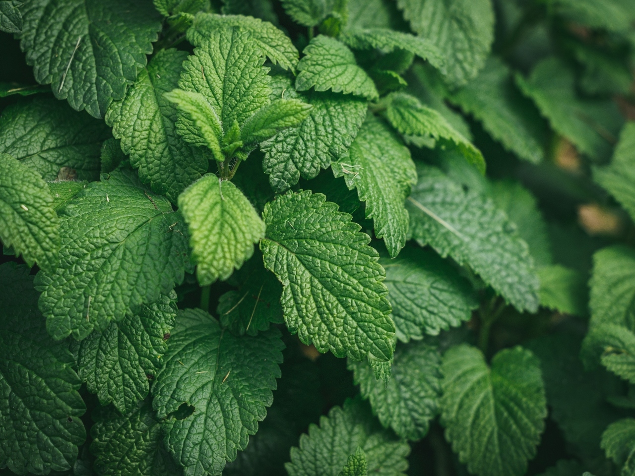 closeup-shot-fresh-green-mint-plant-pot (1)