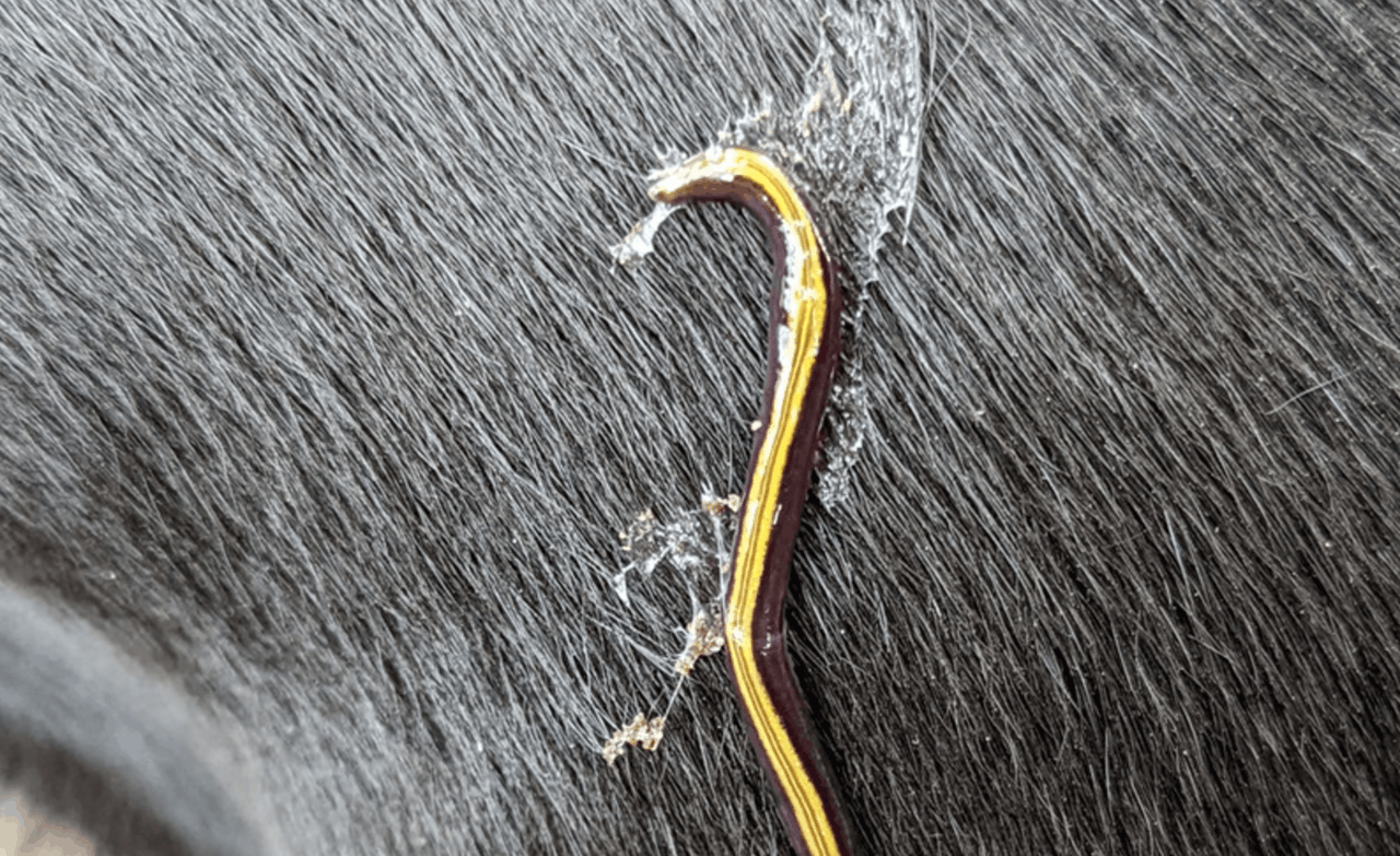 Snimka zaslona 2026-02-11 122502