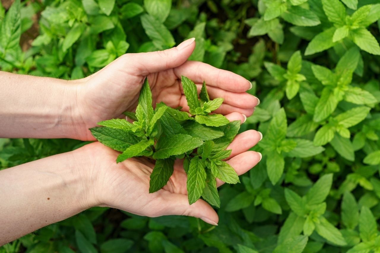 bunch-fresh-mint-female-hands (1)