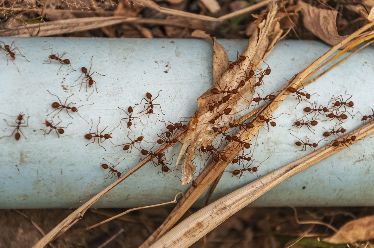 overhead-shot-red-ants-steel-blue-pipe-taken-doi-tao-lake-thailand-asia (1)