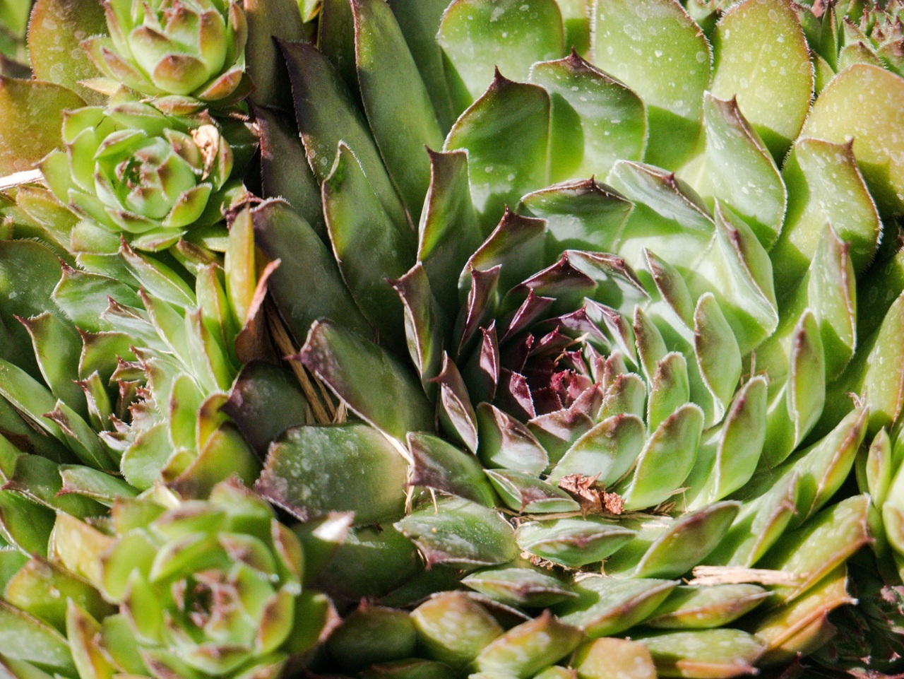 pexels-quinn-5218524