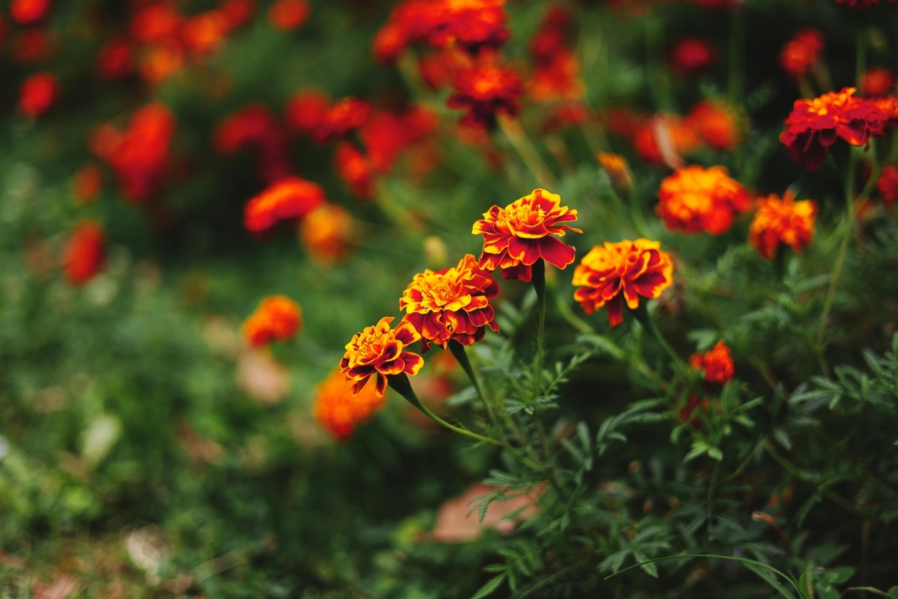 pexels-ivandesignx-34299374 (1)