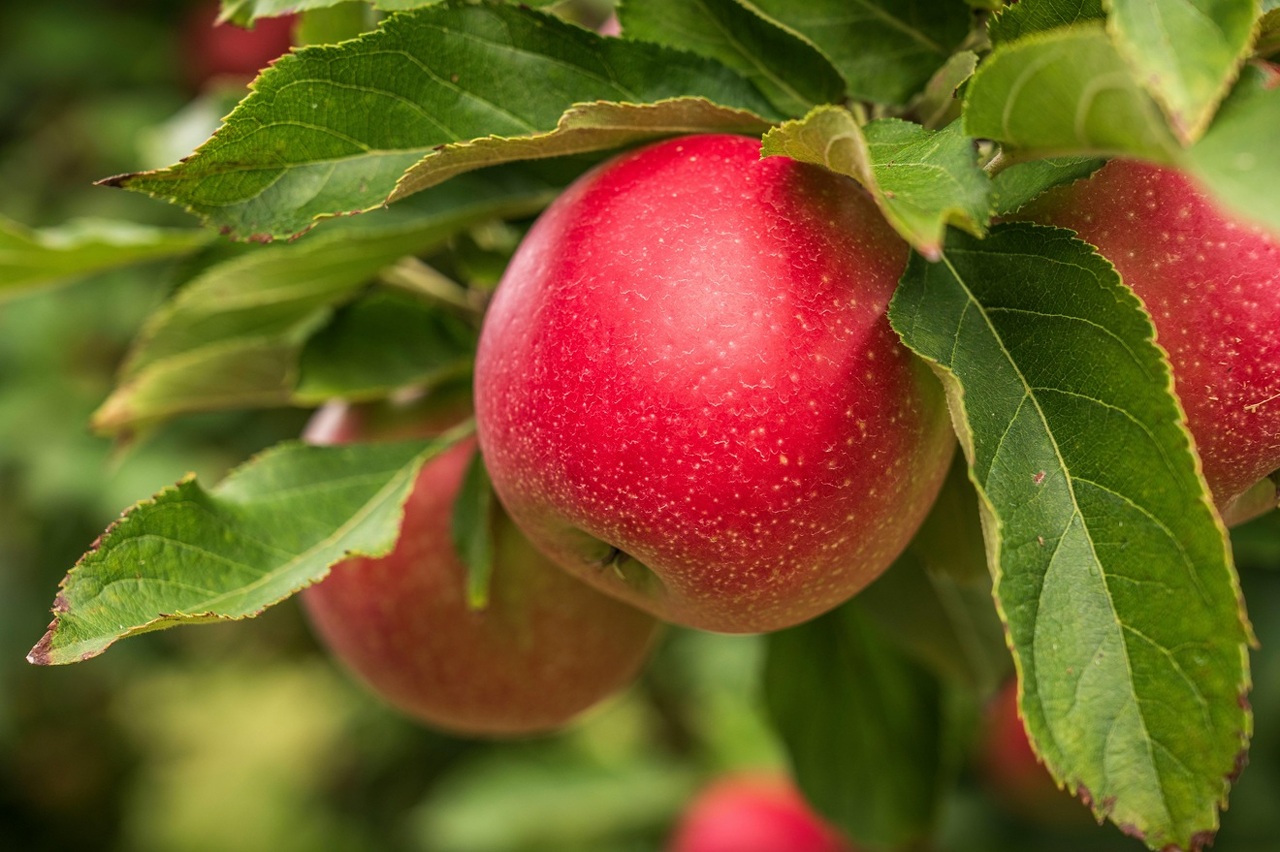 pexels-nc-farm-bureau-mark-28387810