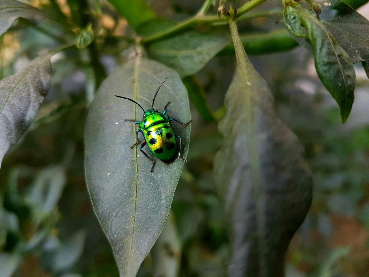 pexels-shivanshu-singh-623875-14652260