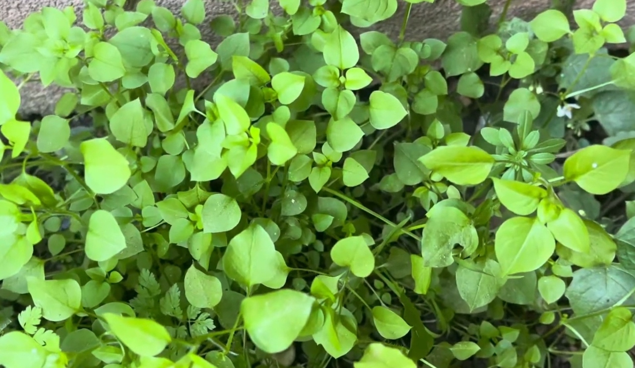 image - 2025-11-16T203420