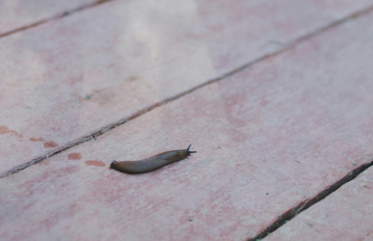 pexels-matvalina-12655799 (1)