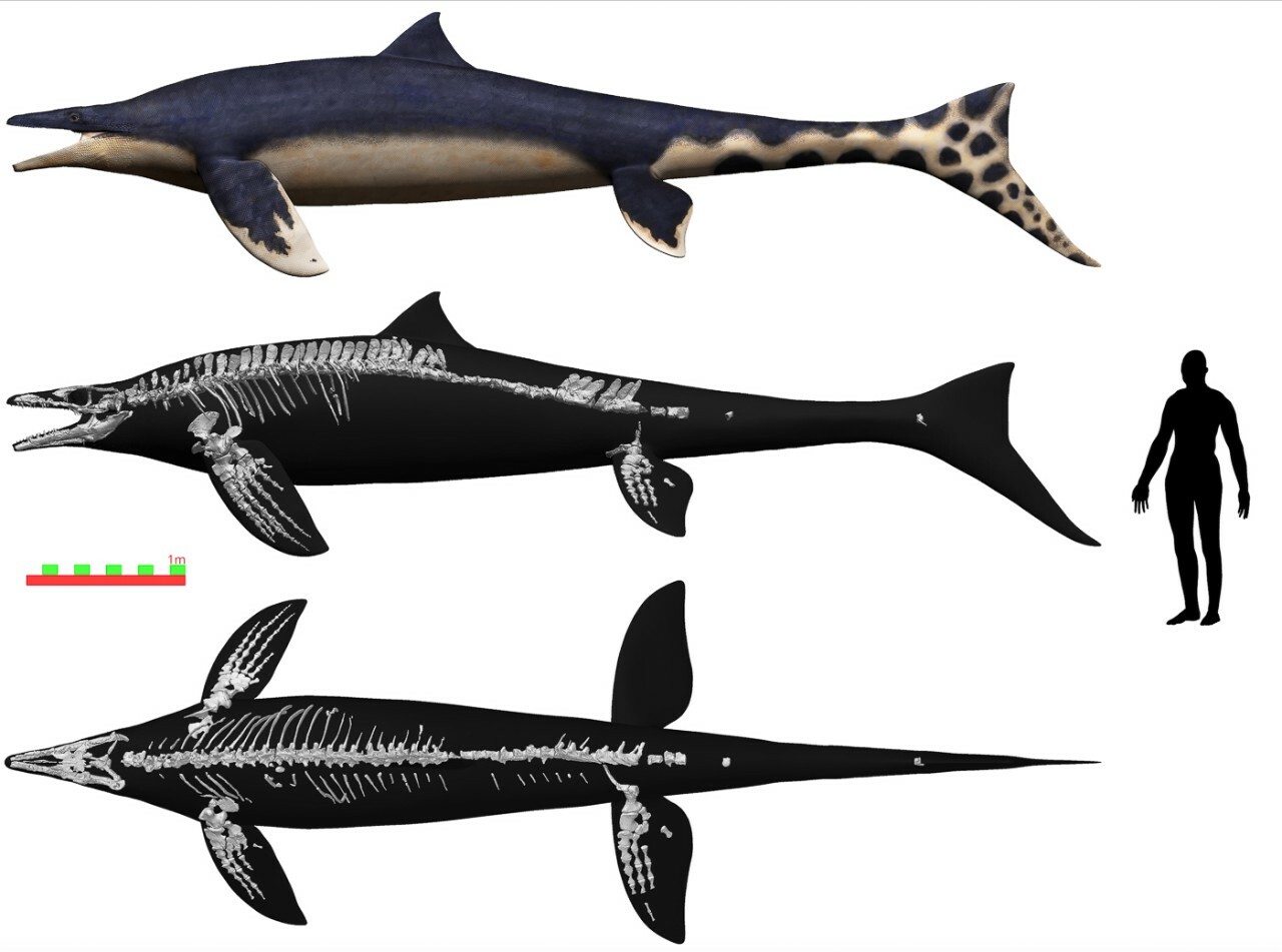 konishi-mosasaur113