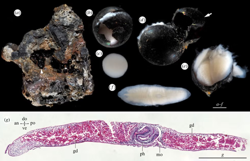 Snimka zaslona 2026-01-23 144735