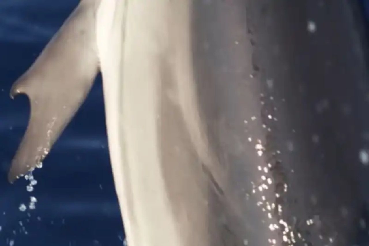 researchers-said-it-was-the-first-time-they-d-ever-seen-the-flipper-u00a0anomaly