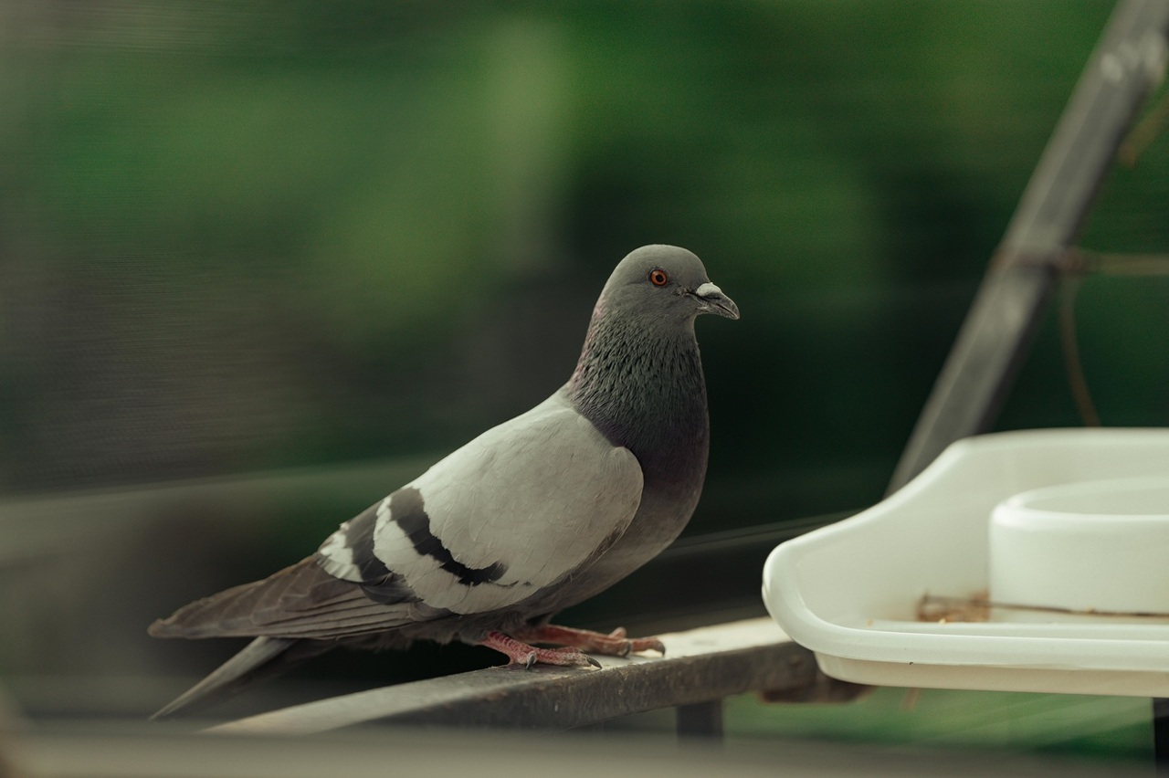 pexels-alispective-32174750