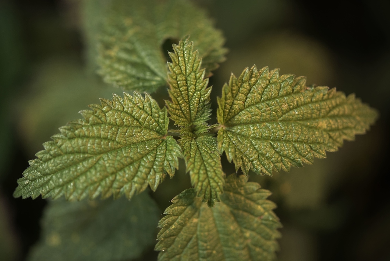 selective-focus-shot-green-plant-with-beautiful-leaves (1)