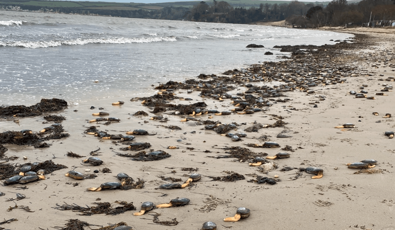 Snimka zaslona 2026-02-12 114945