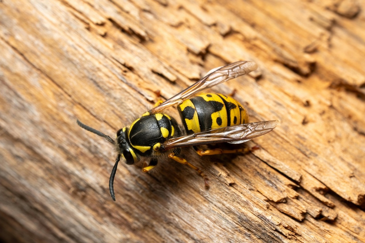 pexels-thales13-36614406