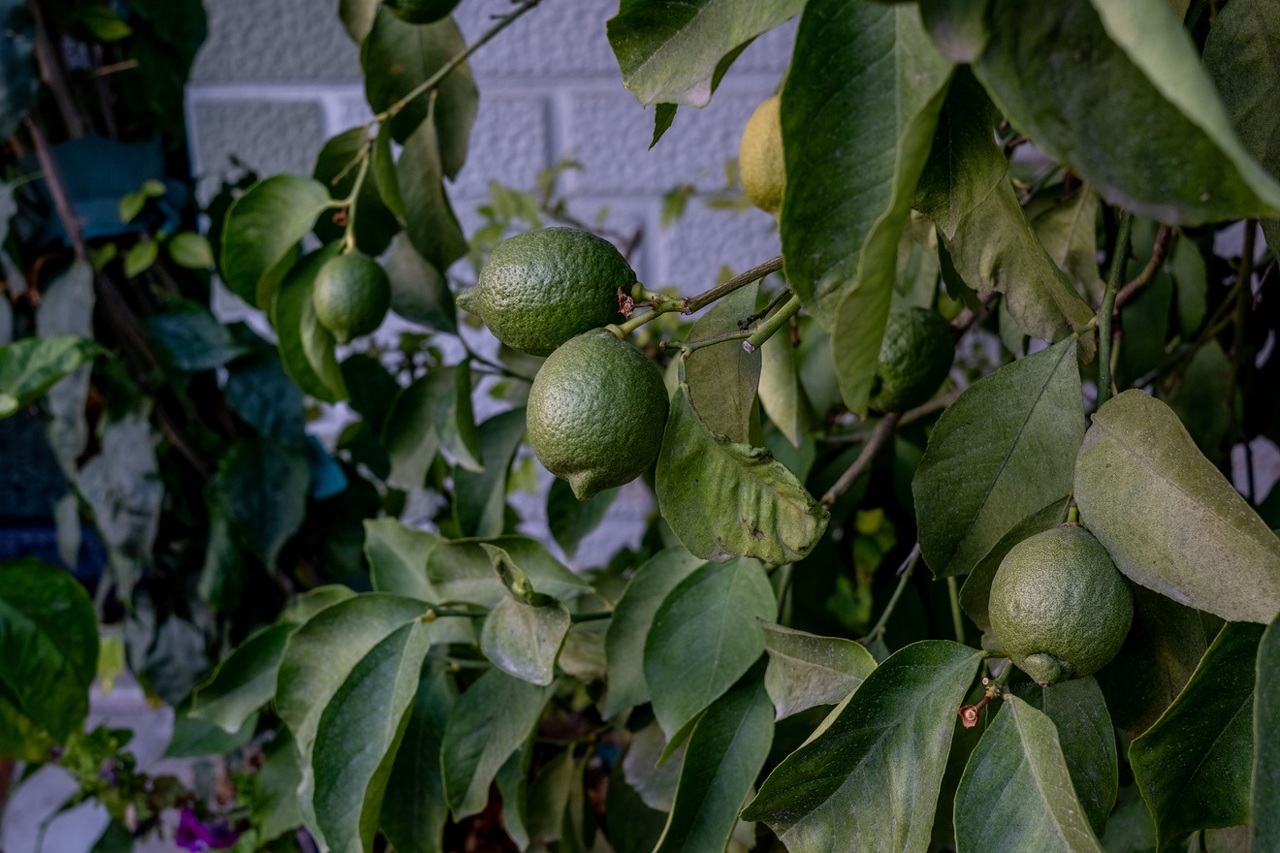pexels-izafi-18660426