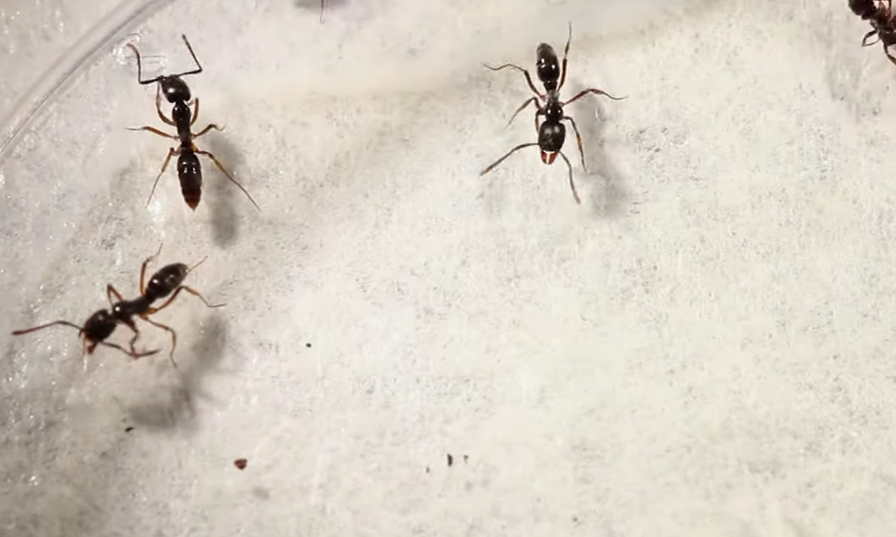 Snimka zaslona 2026-03-29 112546