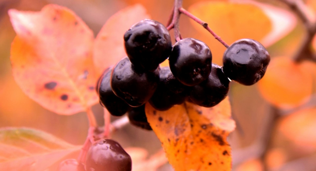 pexels-256091-783786 (1)