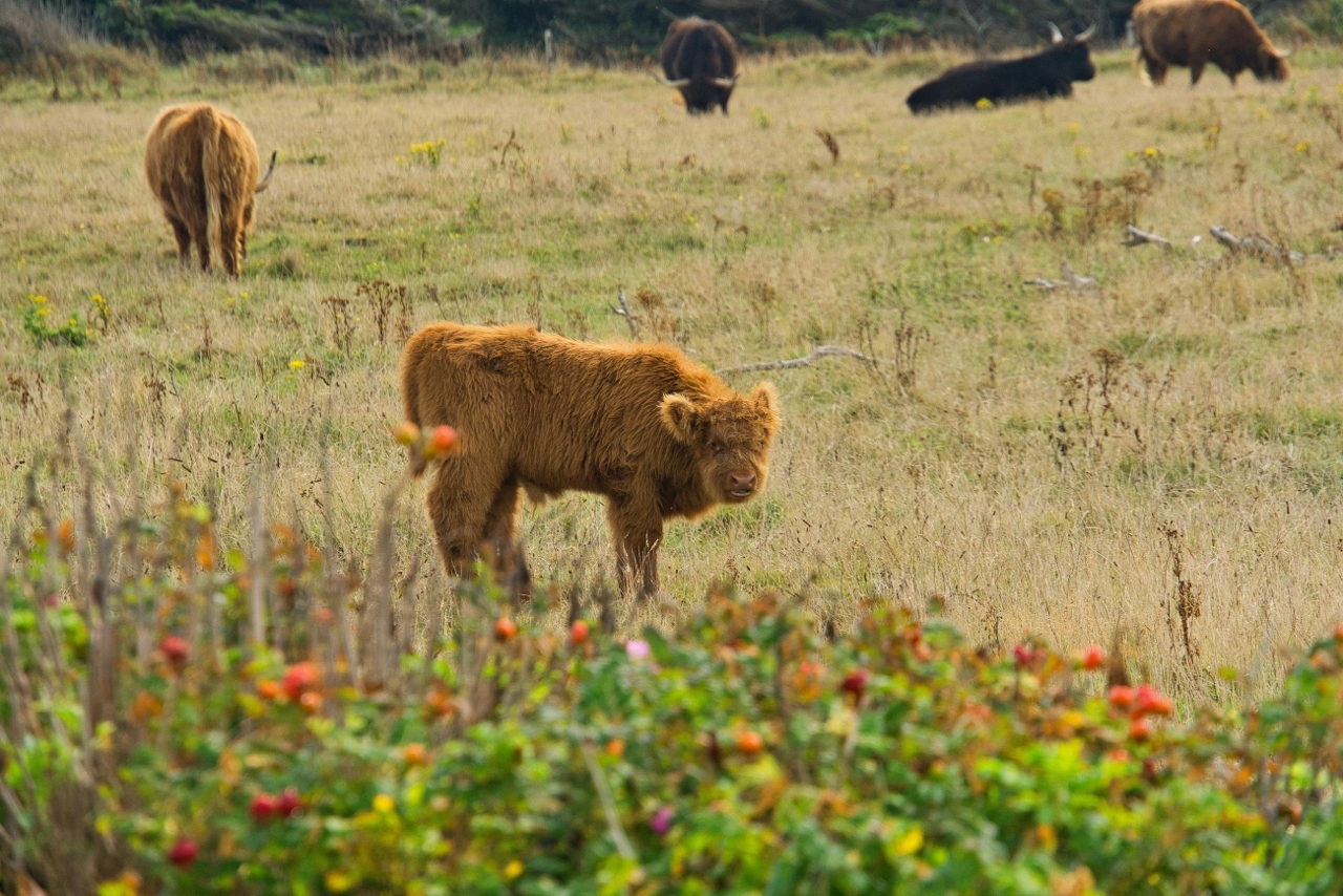 pexels-christian-himmel-2152826153-34458181 (1)