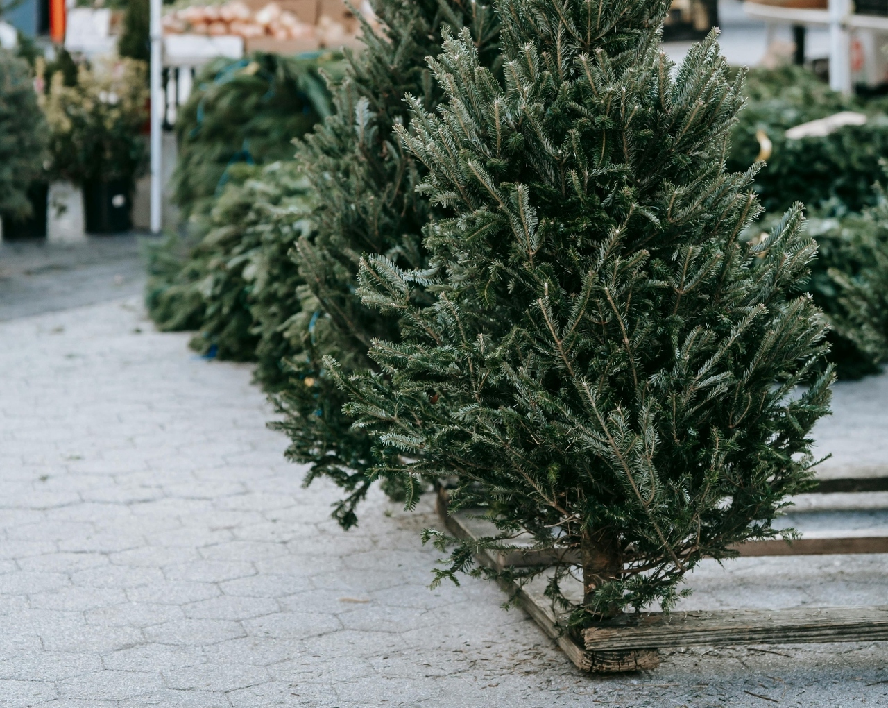 pexels-uriel-mont-6280443 (1)