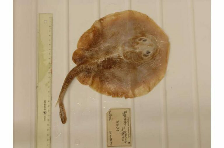 OnlyJavaStingareeSpecimenFrom1862-768x509