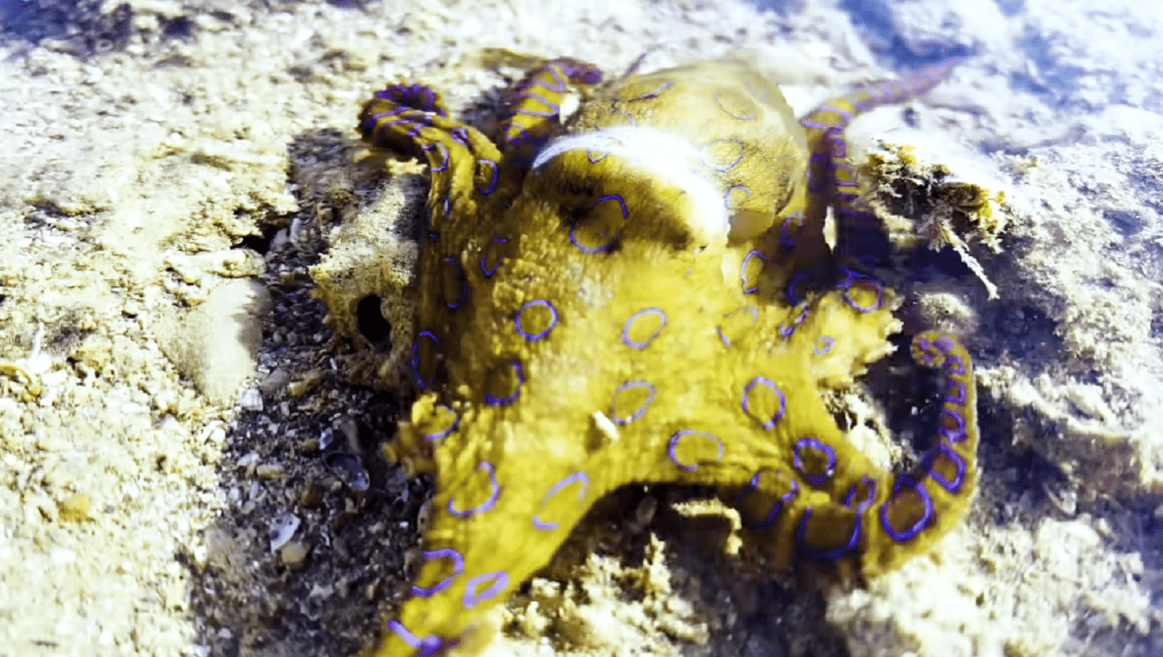 octopus-min