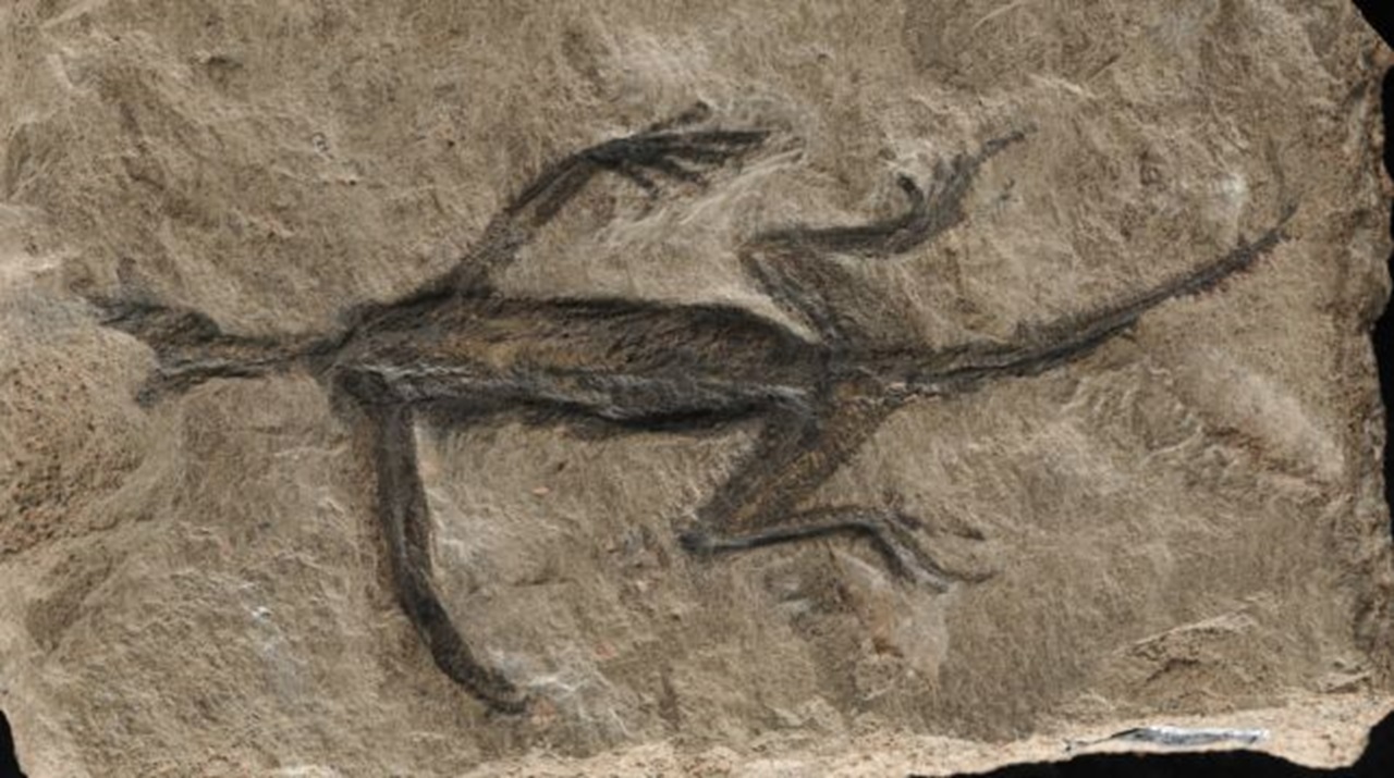 Tridentinosaurus-body