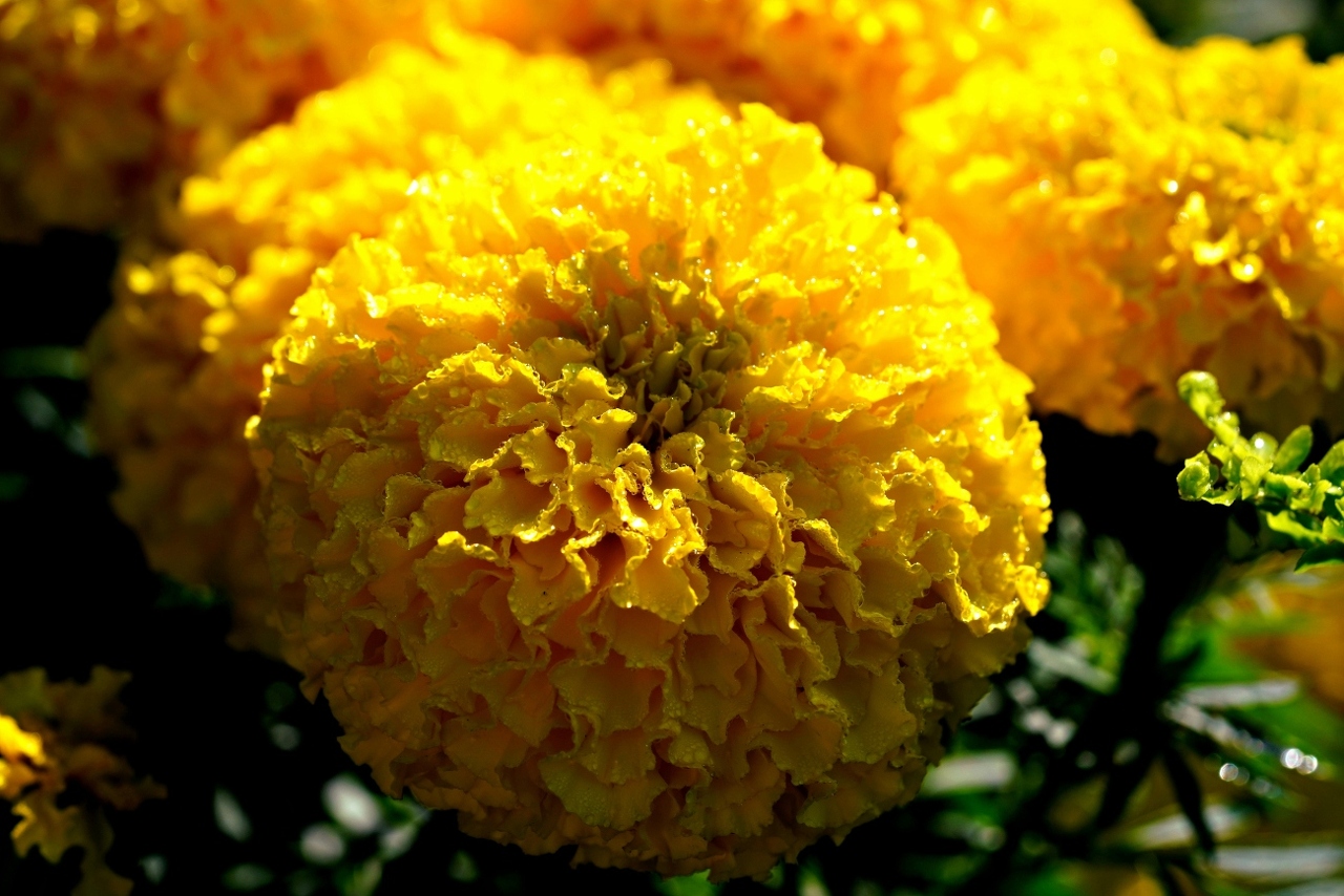 pexels-hartonosbg-34251296 (1)