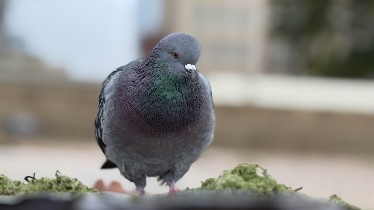 pexels-urstrulyusuf-29809506