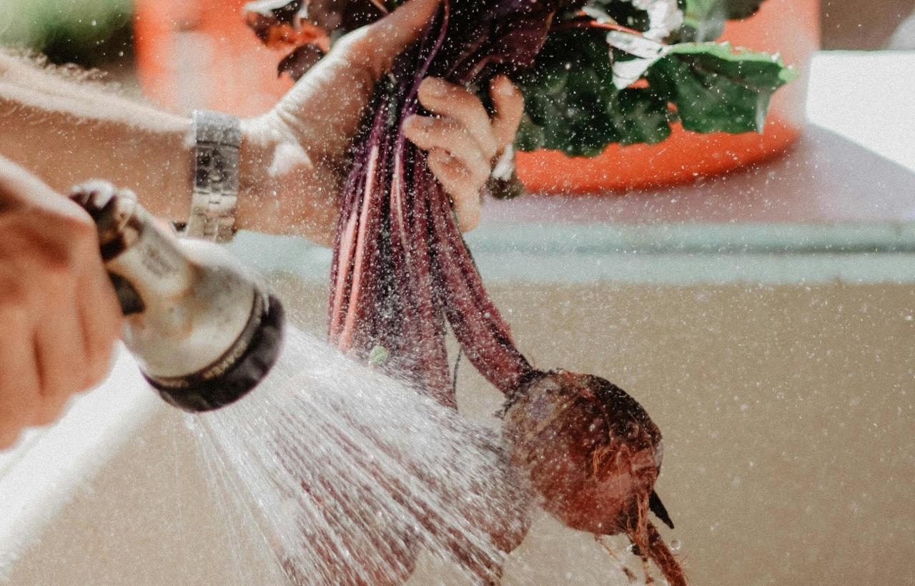 pexels-stockphotoartist-1034825 (1)