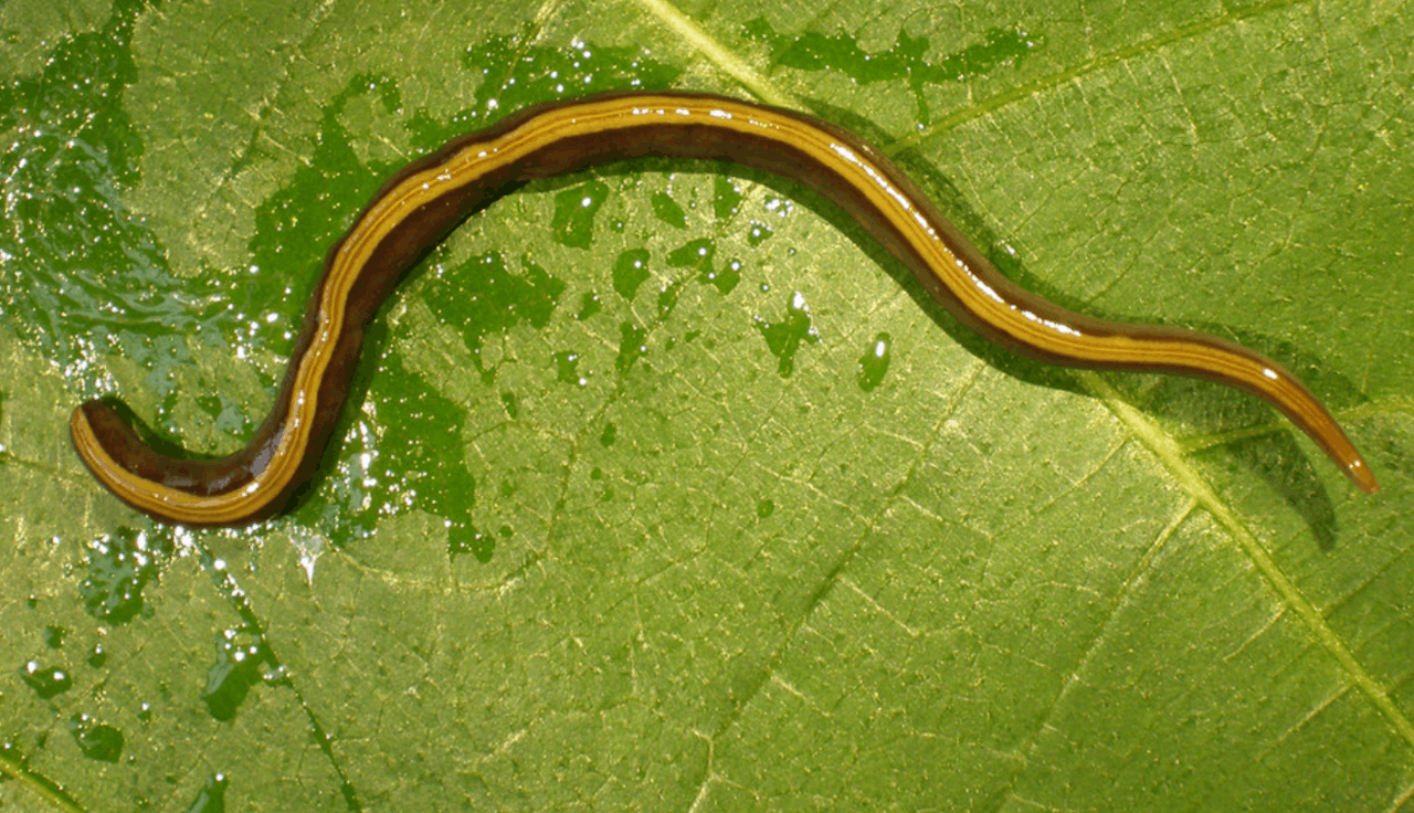 Snimka zaslona 2026-02-11 122519