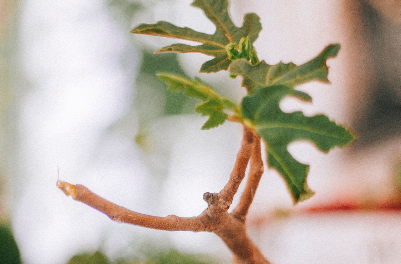 pexels-monstera-28160702 (1)