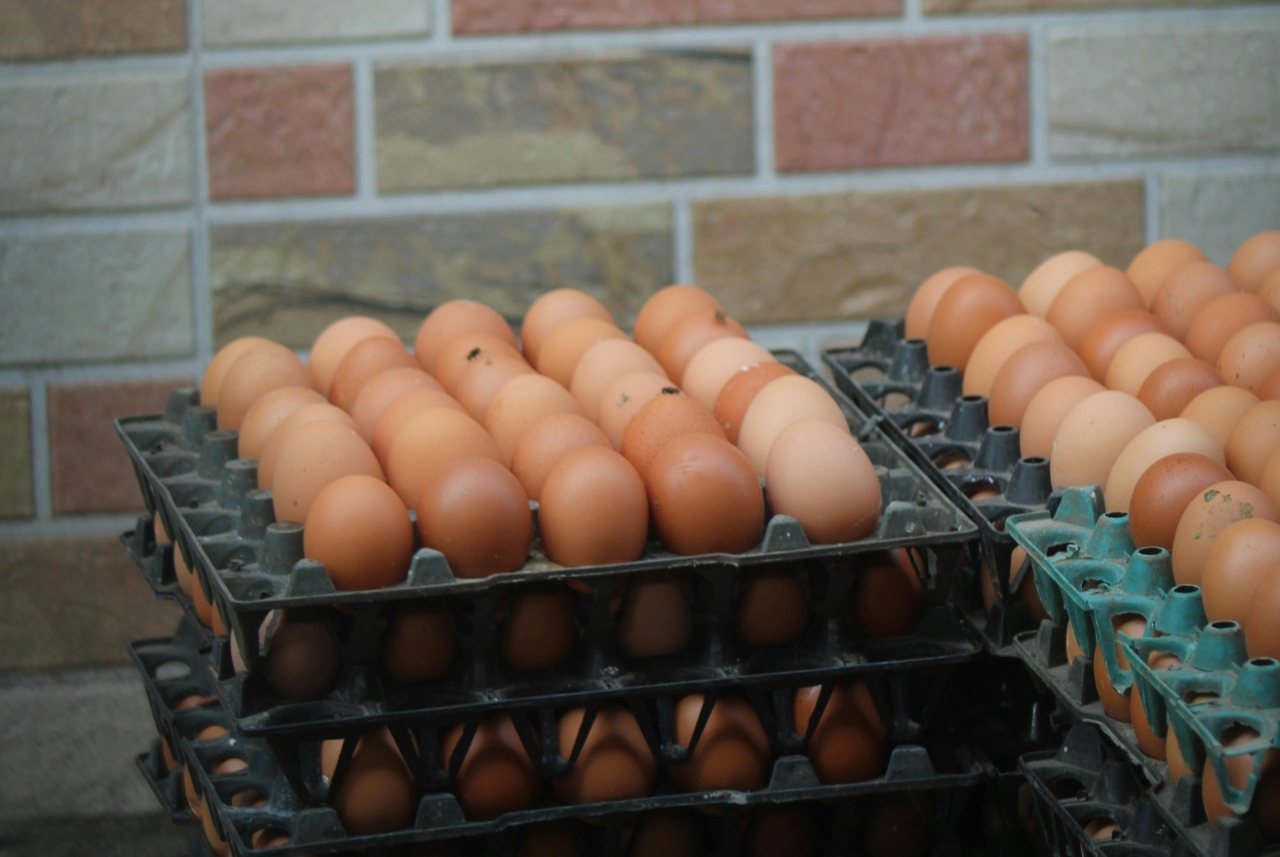 pexels-jahratreza-34851176 (1)