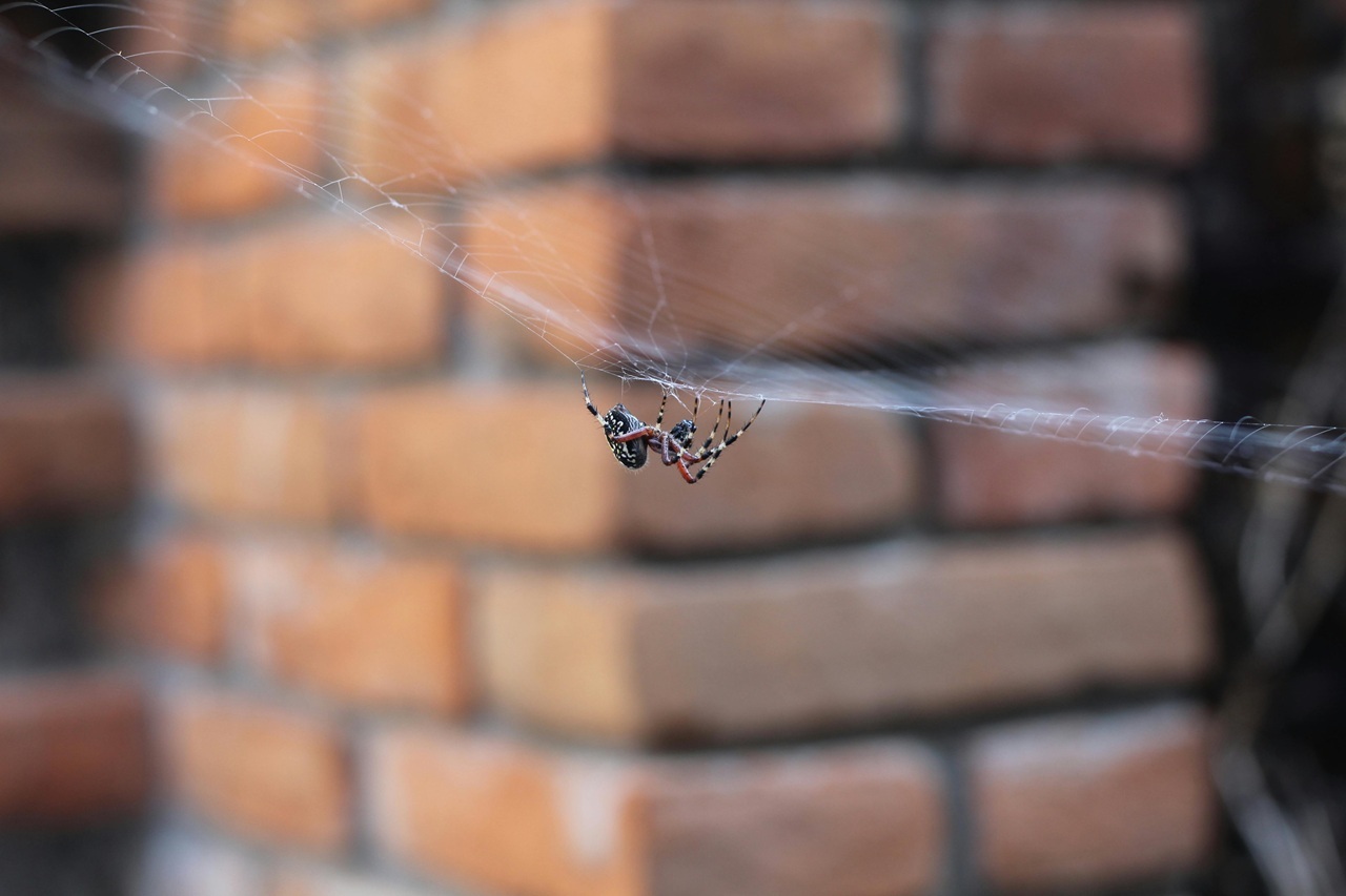 pexels-donadie-34957398