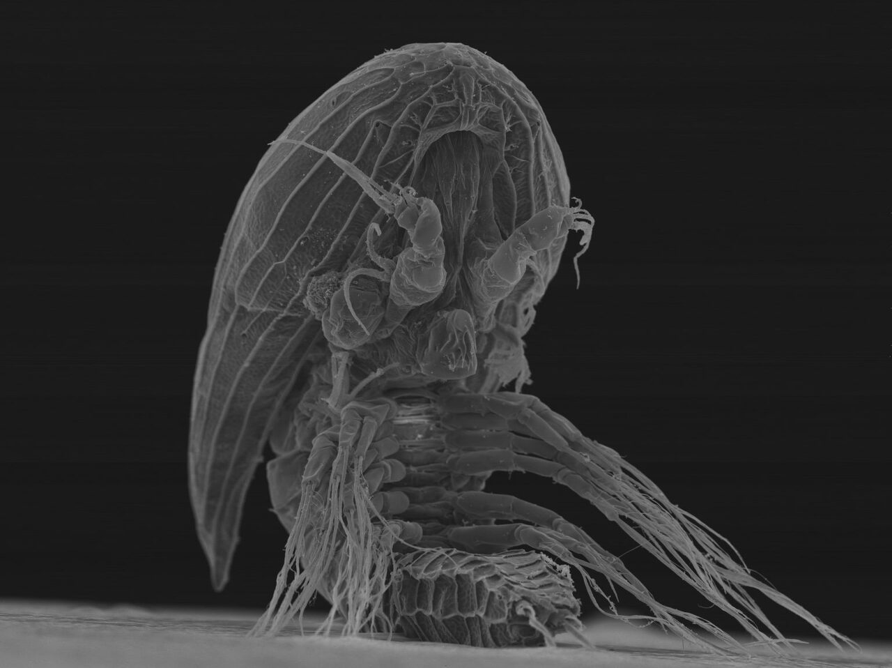 Cypris_034-1536x1150