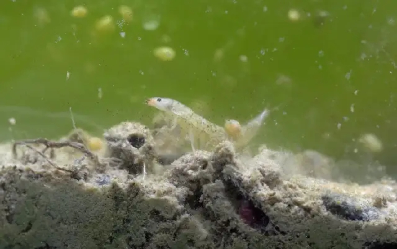 puddle-jar-youtube-1