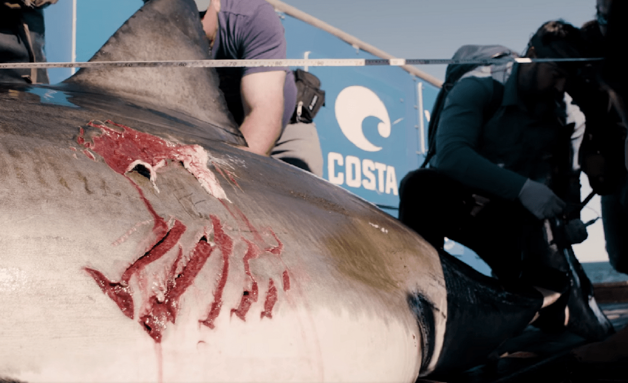 Ocearch-min