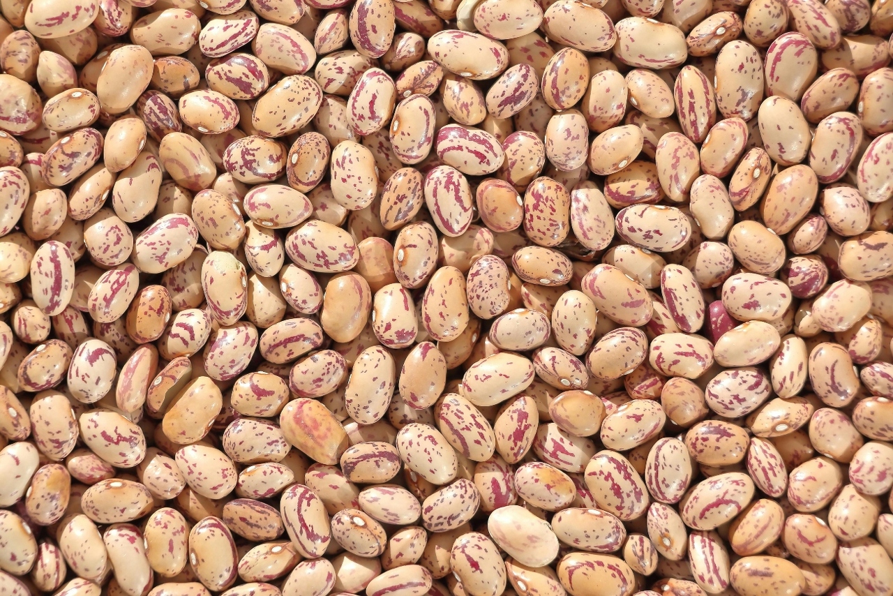 pexels-msaimakin-35253645 (1)