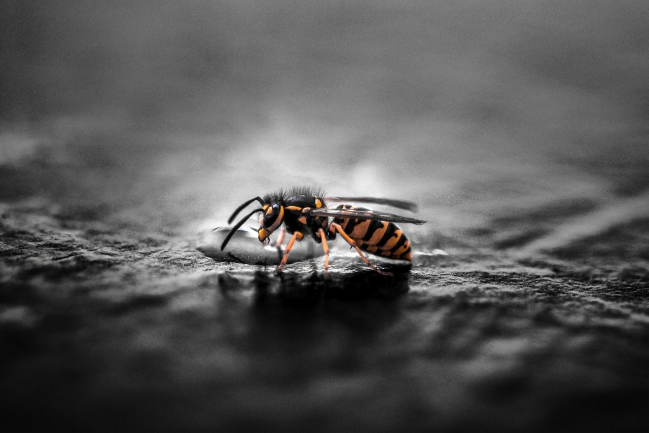 pexels-umsiedlungen-928972 (1)