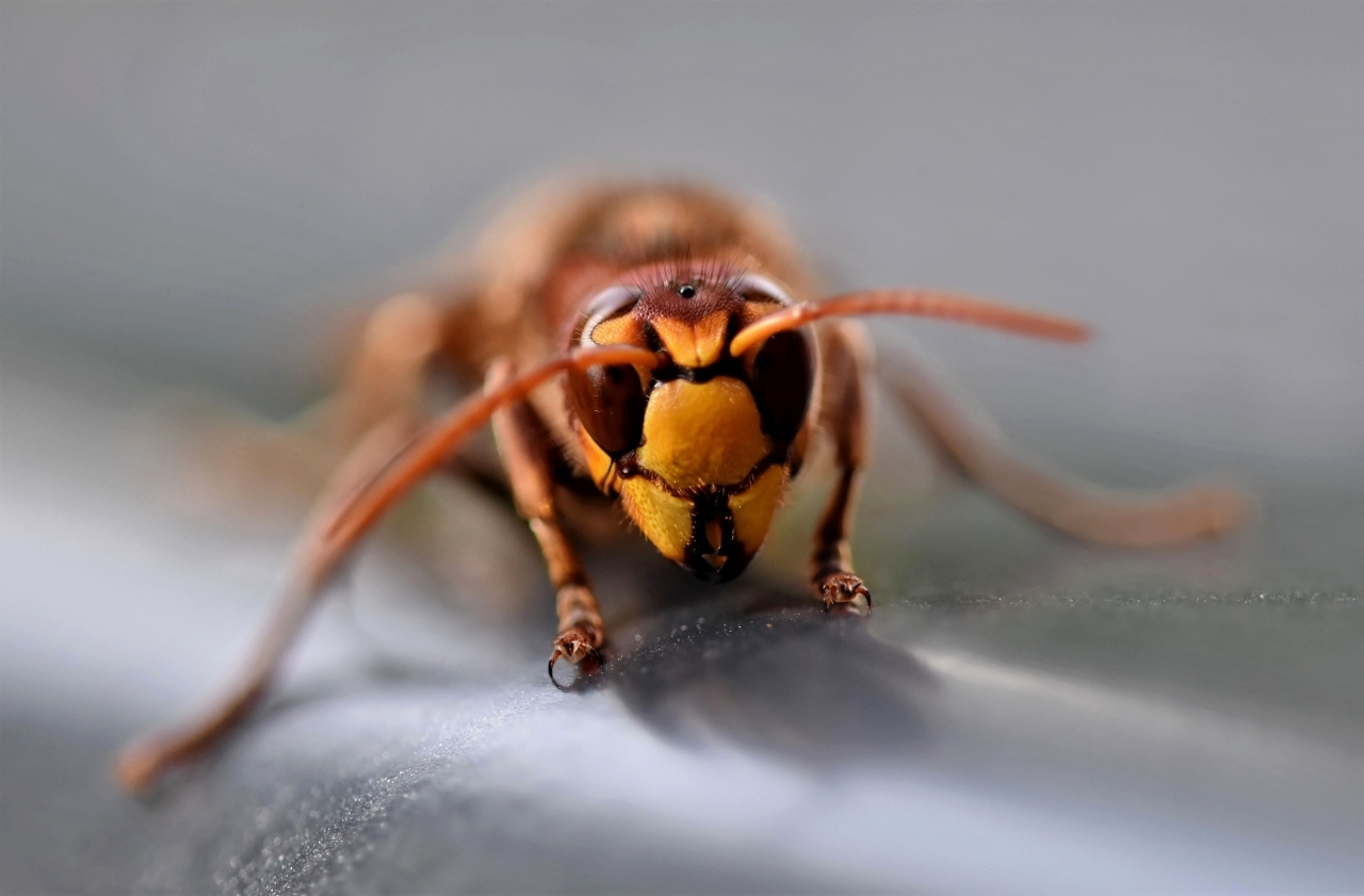pexels-ralph-407274-18130866 (1)
