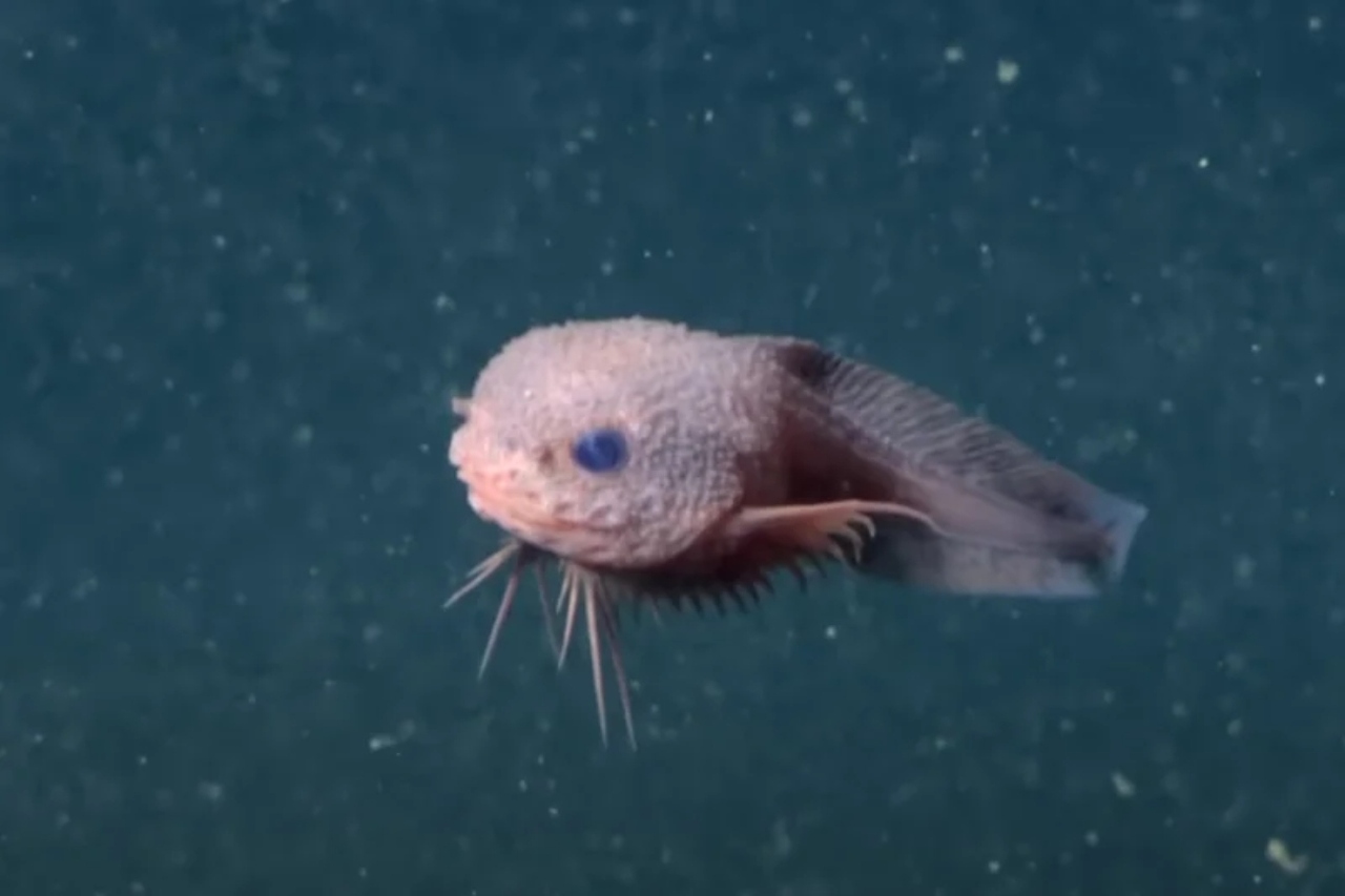 a-photo-of-the-pink-bumpy-snailfish-careproctus-colliculi-that-was-discovered-by-researchers