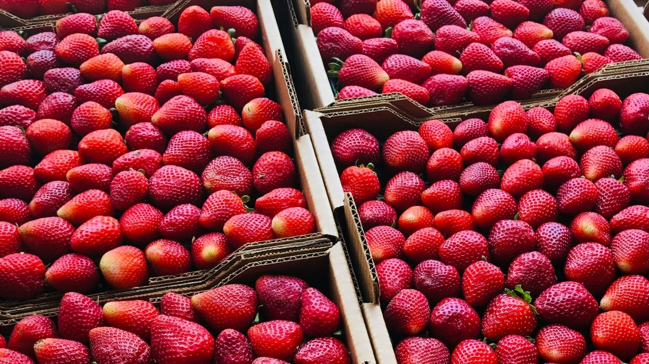 pexels-jonathan-david-1312107-31956598 (1)