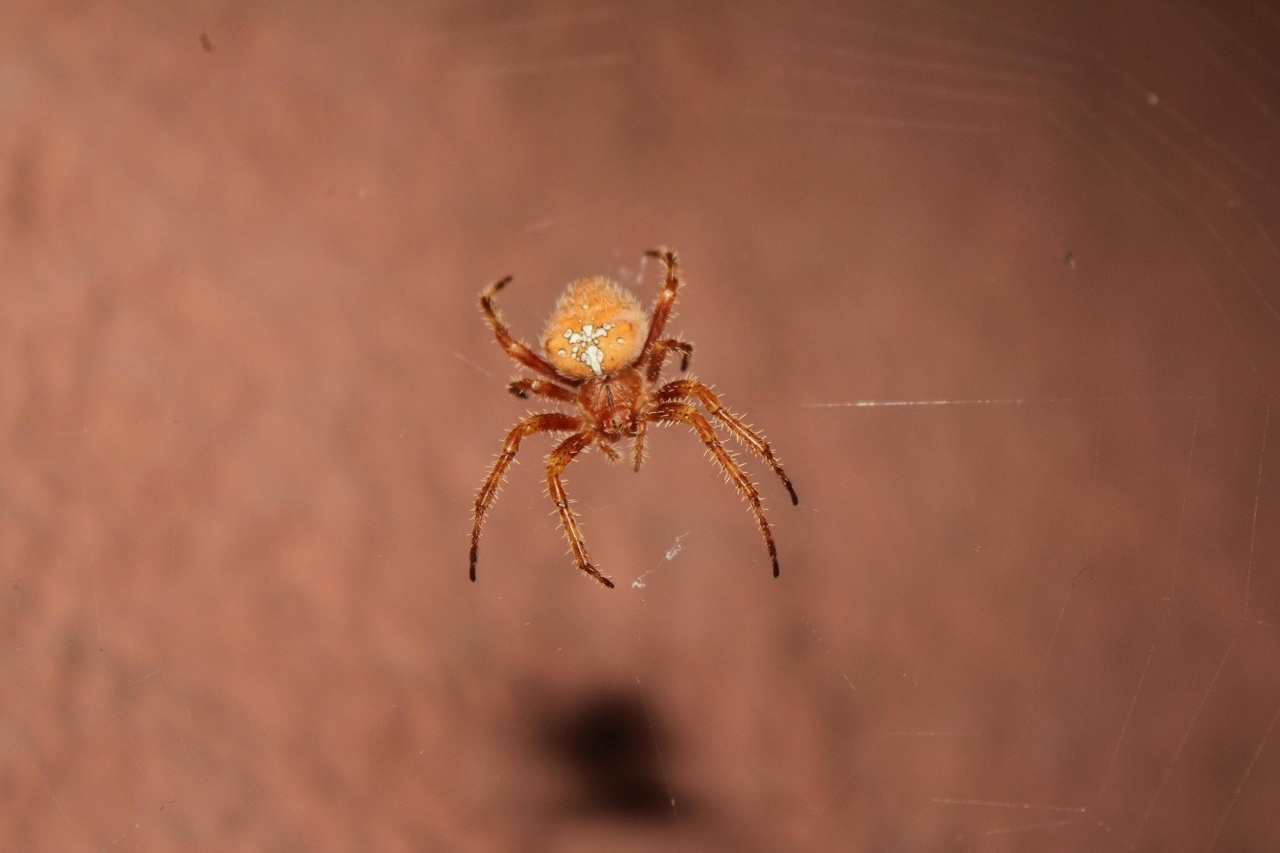 pexels-fzahratoun-29976114