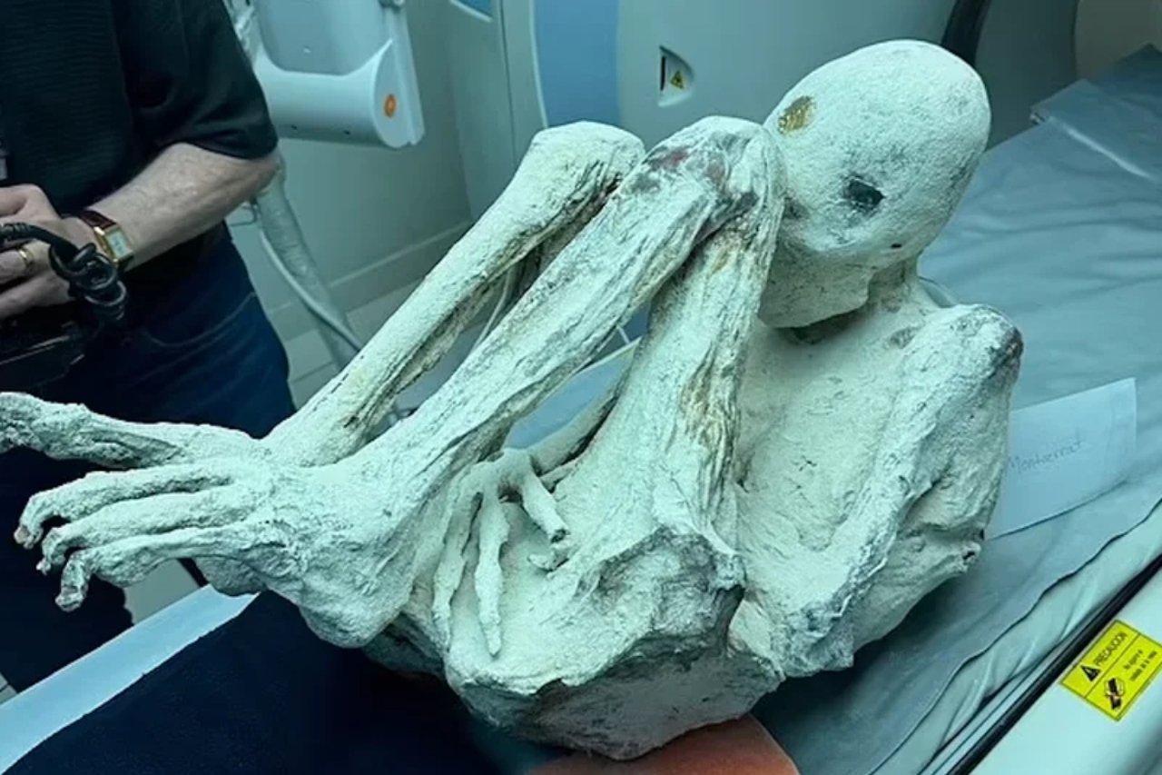 photo-of-a-new-alien-specimen-named-montserrat-taken-by-josh-mcdowell