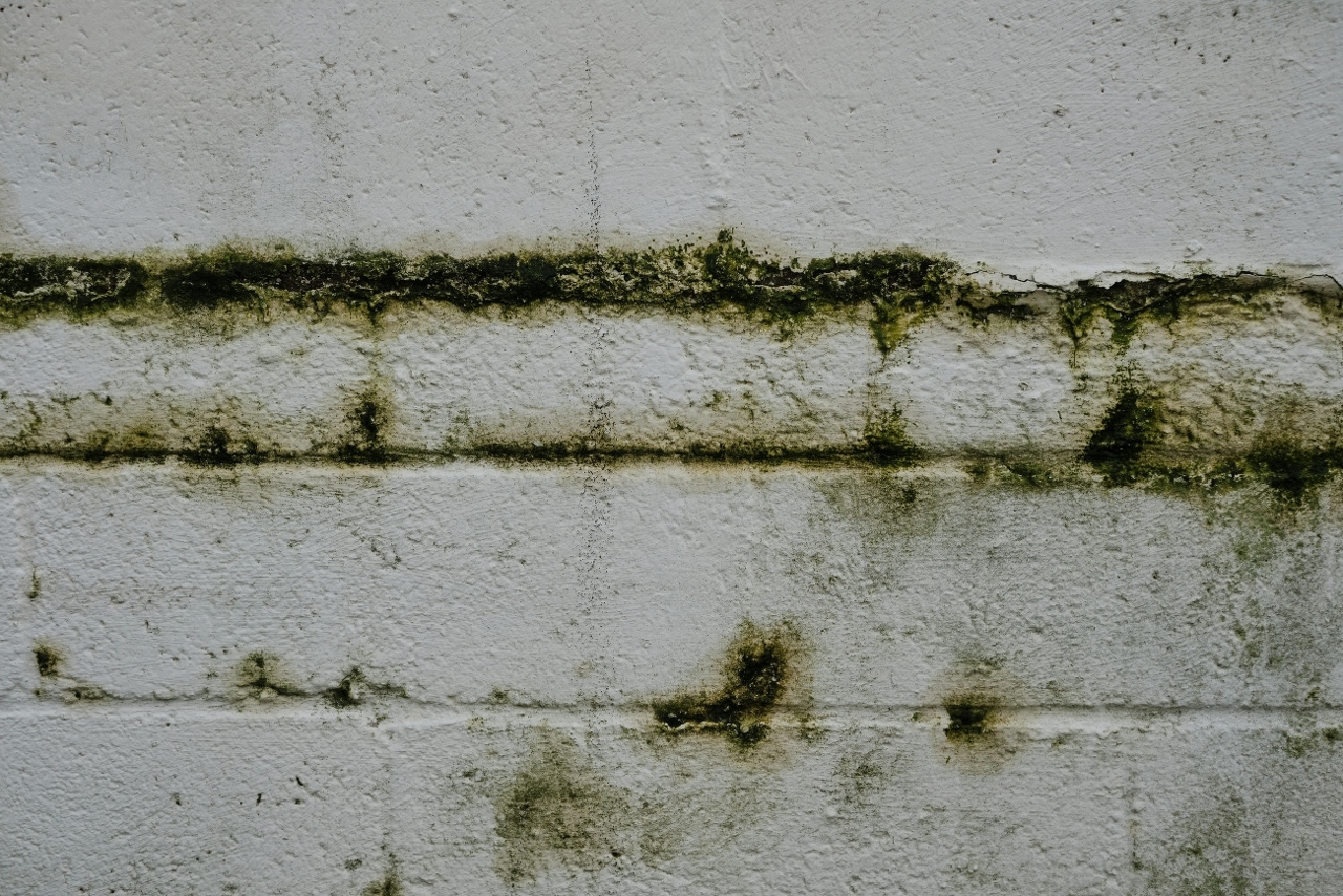 pexels-frostroomhead-17401392 (1)