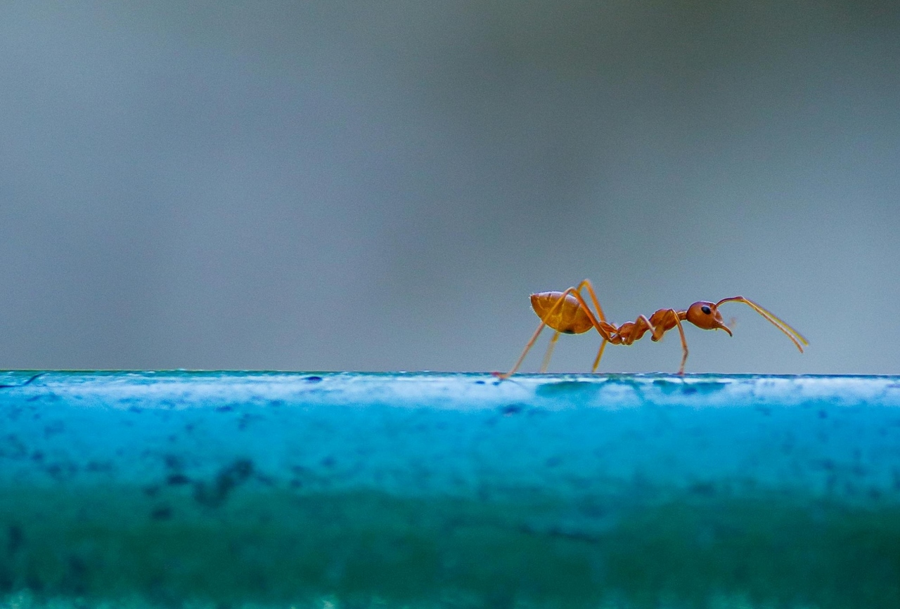 pexels-pavan-prasad-2156671405-36018699 (1)