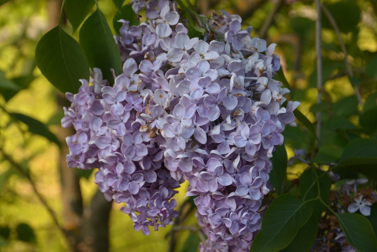 pexels-ilichris-9723950 (1)