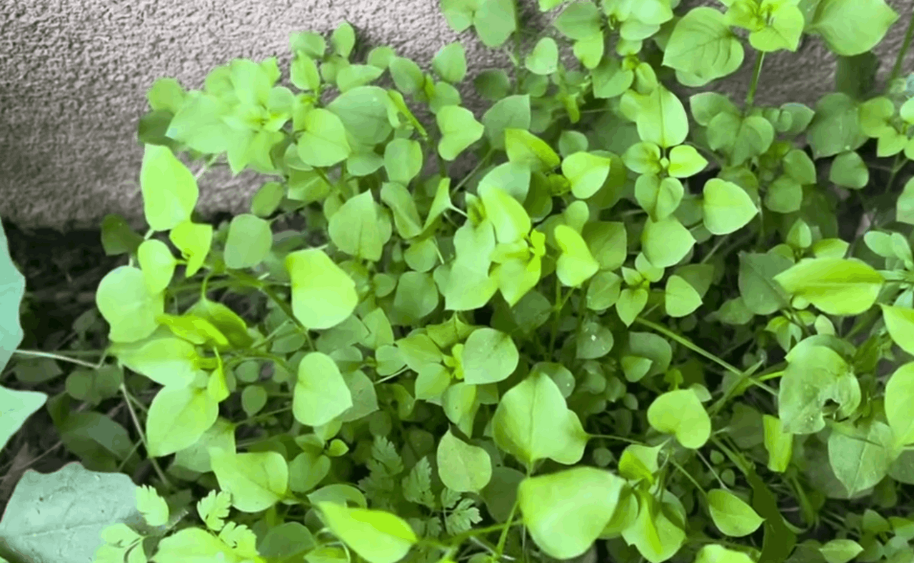 Snimka zaslona 2026-03-05 142711